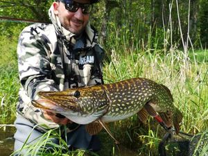 Northern Pike