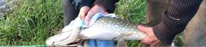 Northern Pike