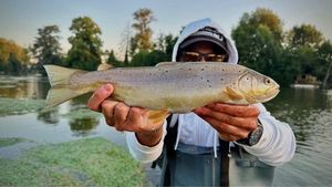 Brown Trout