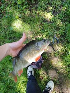 European Perch