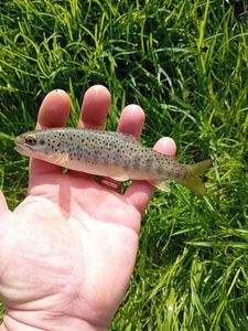Brown Trout