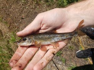 Gudgeon