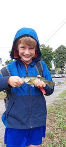 Largemouth Bass