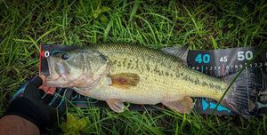 Largemouth Bass