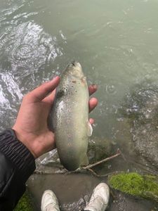 Brown Trout
