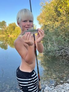 European Perch