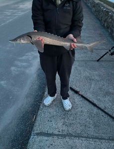 Sturgeon