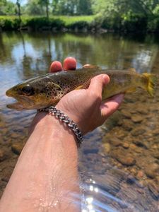 Brown Trout