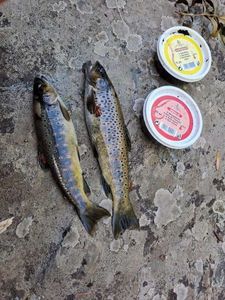 Brown Trout