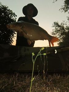 Mirror Carp