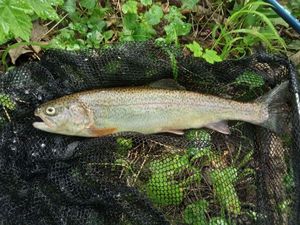 Rainbow Trout