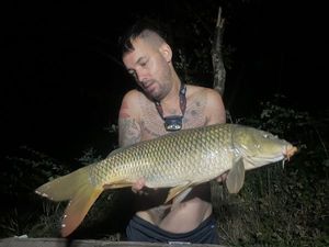 Common Carp