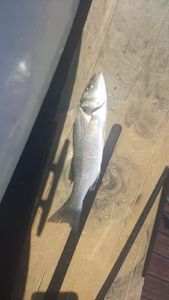 European Bass (Seabass)