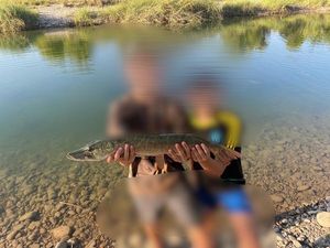 Chain Pickerel