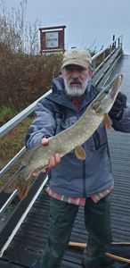 Brochet 
