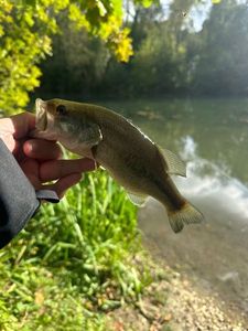 Largemouth Bass