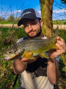 Brown Trout