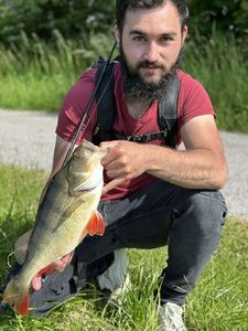 European Perch