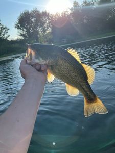 Largemouth Bass