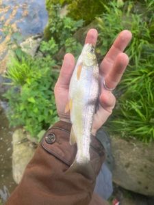 Rainbow Trout