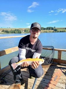 Golden Trout