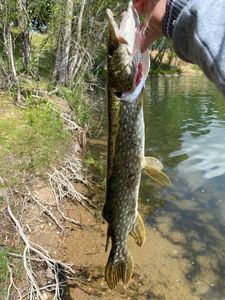 Northern Pike
