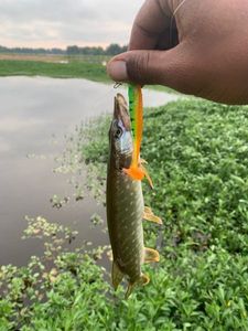 Northern Pike