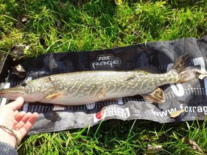 Northern Pike