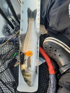 European Bass (Seabass)