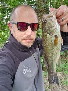 Largemouth Bass