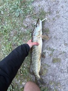 Northern Pike