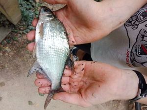 Blue Bream