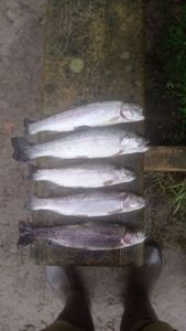 Rainbow Trout