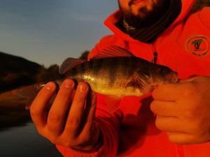 European Perch