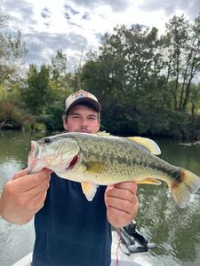 Largemouth Bass