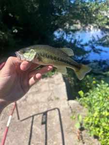Smallmouth Bass