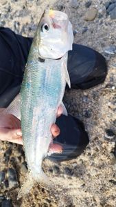 American Shad