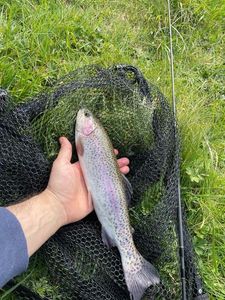 Rainbow Trout