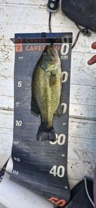 Largemouth Bass