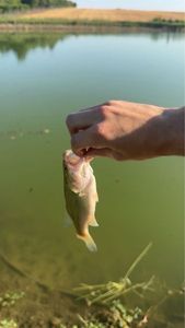 Largemouth Bass
