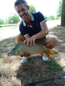 Common Carp