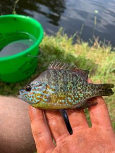 Green Sunfish