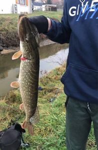Northern Pike