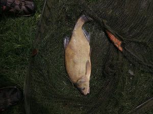 White bream