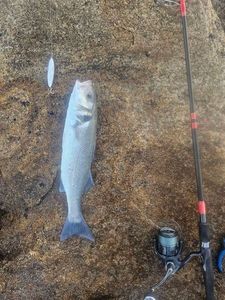 European Bass (Seabass)
