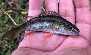 European Perch
