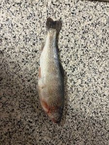 Rainbow Trout
