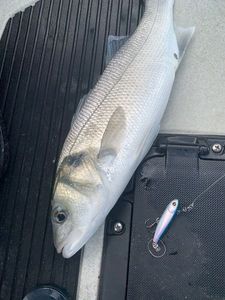 European Bass (Seabass)