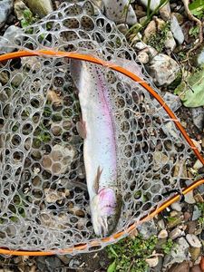 Rainbow Trout