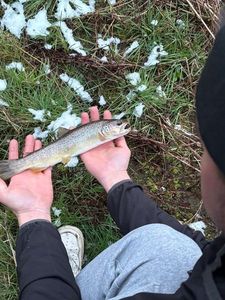 Brown Trout